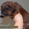 Щенки от пары Ерик х Конфета